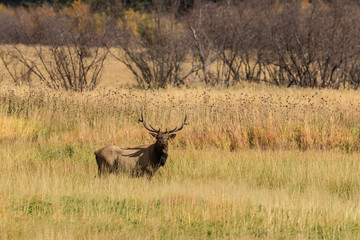 Bull Elk