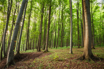 Spring in the Woods