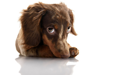 little cute brown spotted dachshund puppy with big eyes
