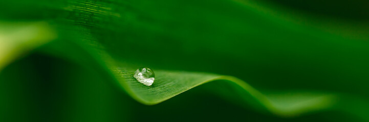 Obraz premium Water Droplet