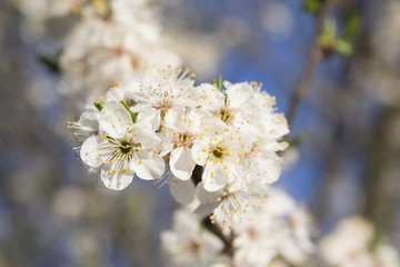 cherry tree in blossom