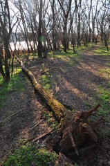 fallen tree