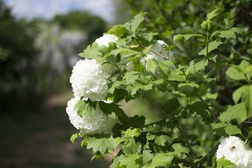 white flowers