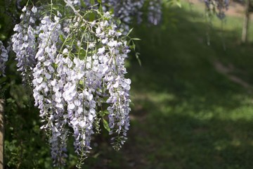 wisteria flowers