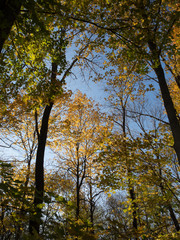 spring landscape trees against the sky