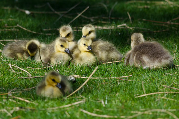 Adorable Little Goslings Resting in the Green Grass