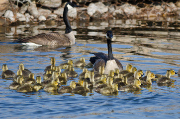 Adorable Little Goslings Swimming with Mom