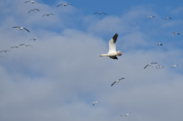 Lone Snow Goose Flying in the Clouds