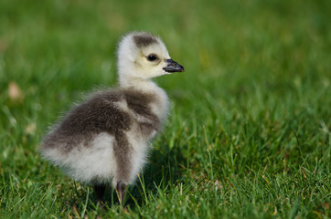Adorable Little Gosling Looking for Food in the Green Grass