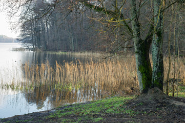 brzeg jeziora