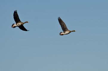 Two Greater White-Fronted Geese Flying in a Blue Sky