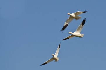 Three Snow Geese Flying in a Blue Sky