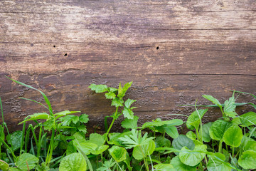 wooden background with green grass