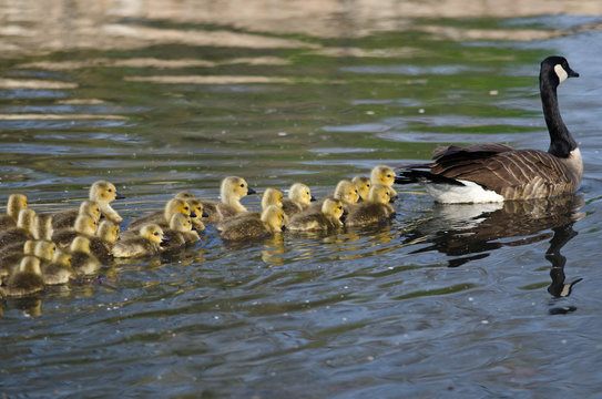 Adorable Little Goslings Swimming with Mom