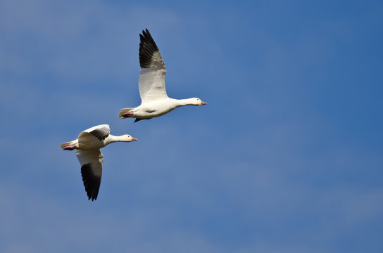 Two Snow Geese Flying in a Blue Sky