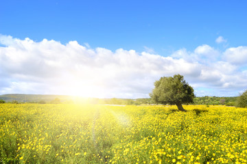 Campo con fiori gialli e con raggi di sole al tramonto