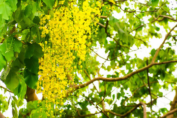 Obraz premium Golden shower 