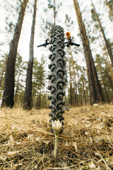 Be careful on the nature