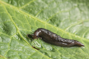 Common Garden Slug