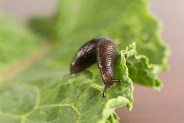 Common Garden Slug © Ezume Images