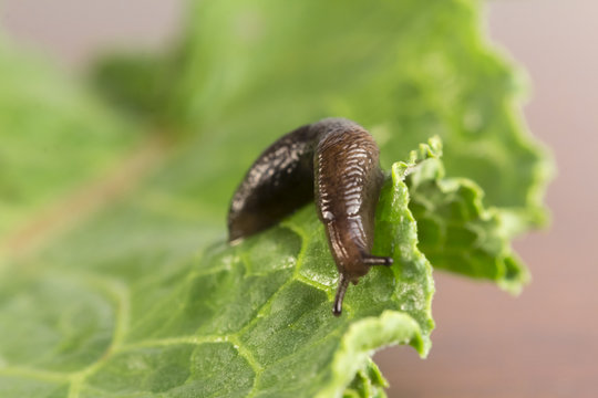 Common Garden Slug