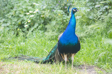 Obraz premium Peacock male in the field (Indian peafowl, blue peafowl or Pavo