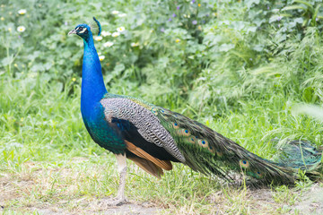 Peacock male in the field (Indian peafowl, blue peafowl or Pavo