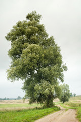 samotna wierzba © Kuba Zdanowicz