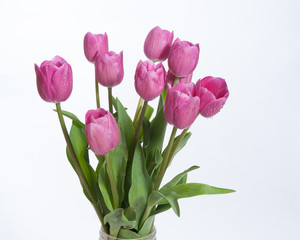 Fototapeta premium Profile view of pink tulips
