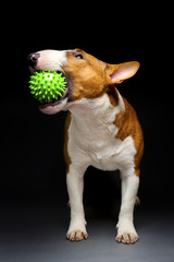 Funny bull terrier with spiked green ball on black background 