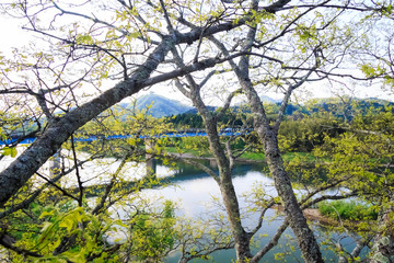 view from the inside of trees