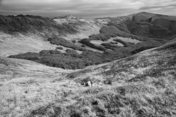 gniazdo Tarnicy © Kuba Zdanowicz