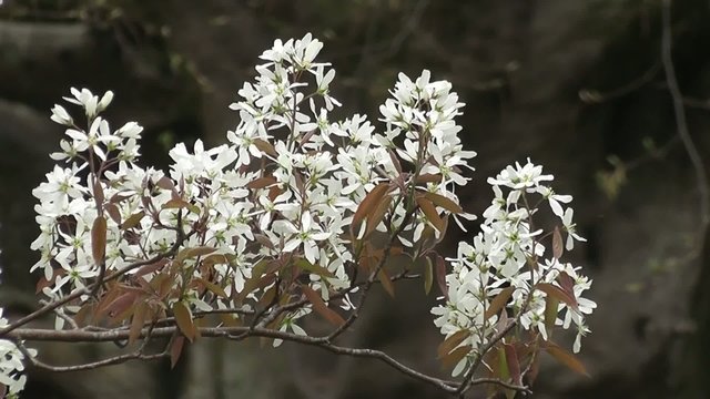 Snowberry Spring White Blossom Flowers