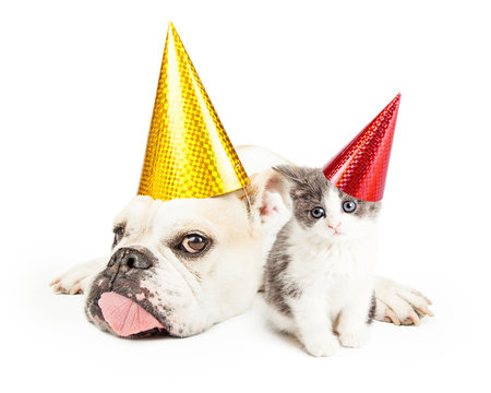 Funny Bulldog Laying With Kitten Wearing Party Hats