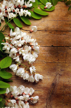 &Alpha;&kappa;&alpha;&kappa;ί&alpha; Acacia アカシア Akacja 金合欢 Akasya Акация שיטה