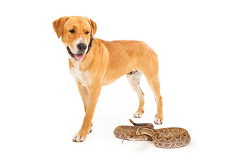 Labrador Dog Looking Down at Snake