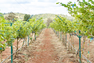 Fototapeta na wymiar branch young grapes on vine in vineyard