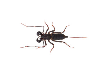 whip scorpion