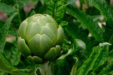 Garden Artichoke on the Plant.