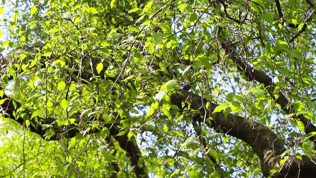 Tree branches with Spring leaves blowing in the wind, video