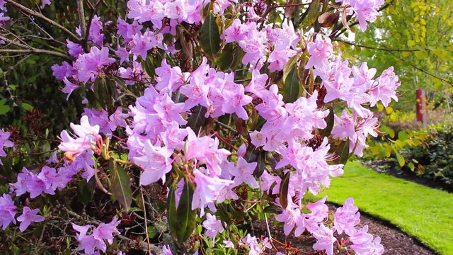 Beautiful lilac rhododendron blossoms in Spring garden 
