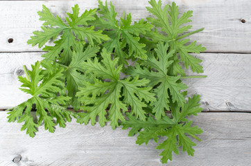 SCENTED GERANIUMS leaves natural mosquitoes repellent on a woode