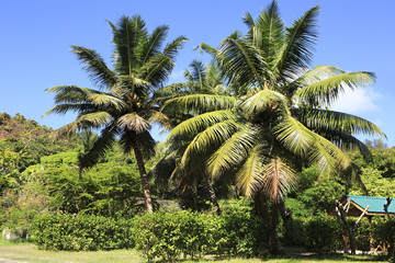 Beautiful palm trees on the coast of Anse Lazio.