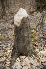 Stump cut by beaver in a New England forest.