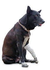 Dog with broken leg