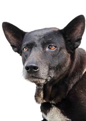 Black dog isolated on a white background