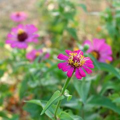 Zinnia flowers in the garden