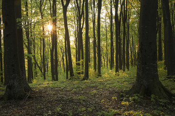 Sunset light inside the forest in a spring day