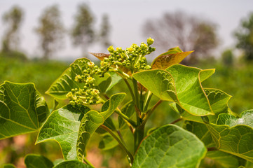 Flower Jatropha on tree