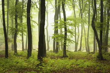 Foggy mistic forest